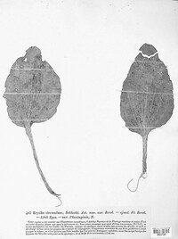 Image of Golovinomyces circumfusus